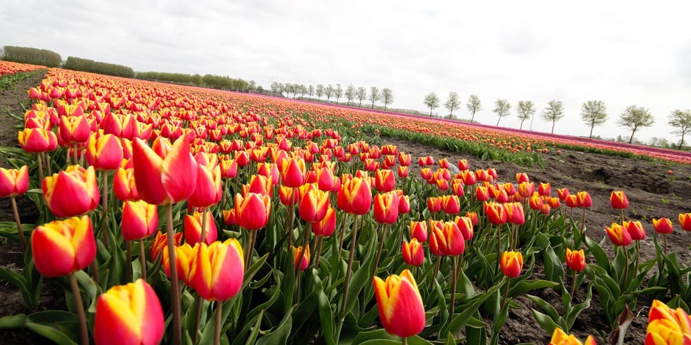 Tulip Tour with Boat & Bike