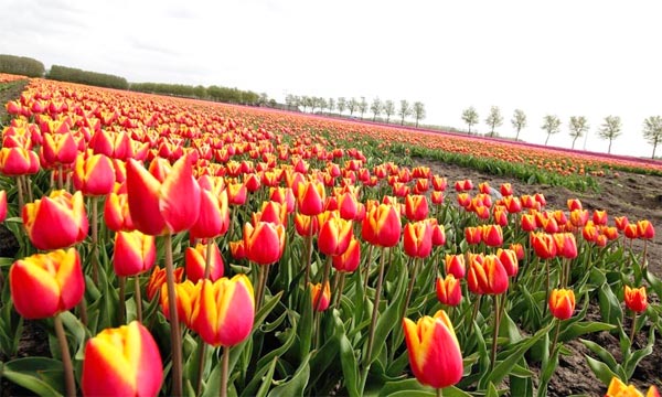 cycling holidays holland Tulip Tours 